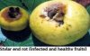 gauva fruit infected.jpg