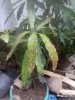 mango leaves browning.jpg
